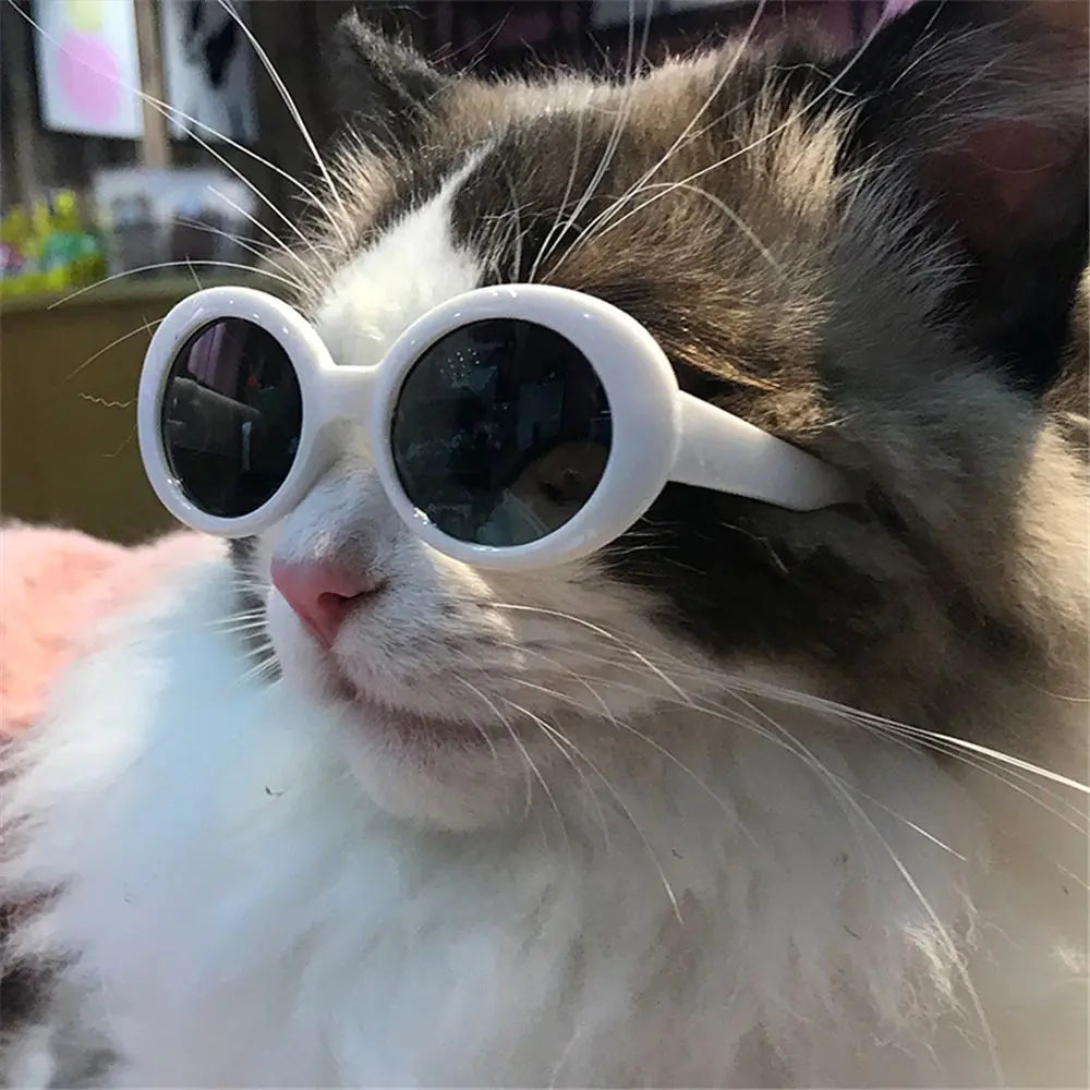 Pet Eyeglasses Photograph Prop Accessories